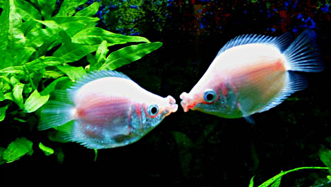 12种温柔的淡水观赏鱼,有意思的淡水鱼观赏鱼
