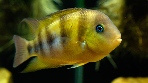 慈鲷品种,慈鲷类型