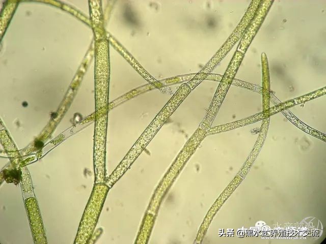 水产藻类大全图片,水产藻类知识大全