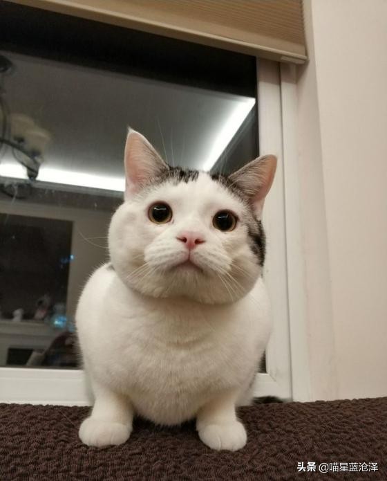 你们都是怎么对待猫主子的,猫主子很高冷为什么会突然撒娇