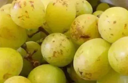 葡萄长锈斑图片,葡萄上有锈斑是什么品种