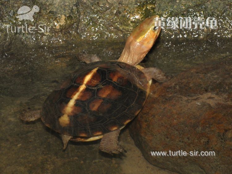 黄缘龟和黄缘闭壳龟有什么区别,原种黄缘龟和下山黄缘区别