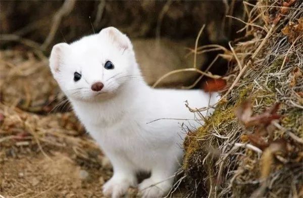 鳝鱼冷知识,冷知识第二季完整