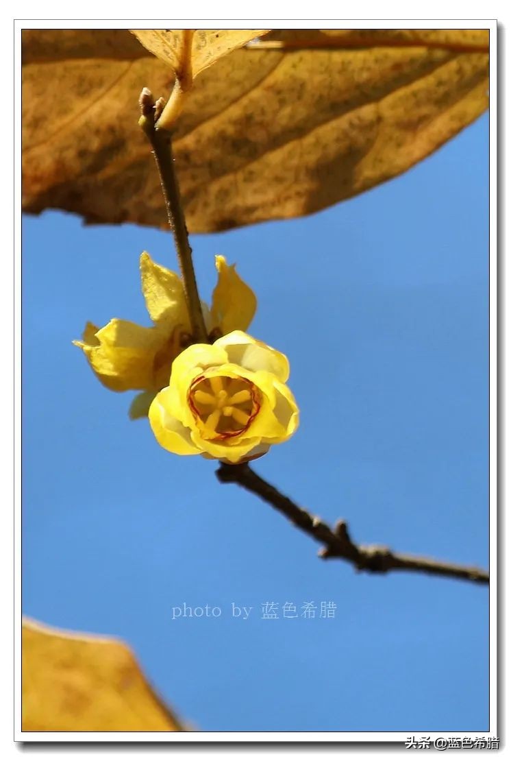 沈园腊梅的抖音视频,沈园腊梅开了吗