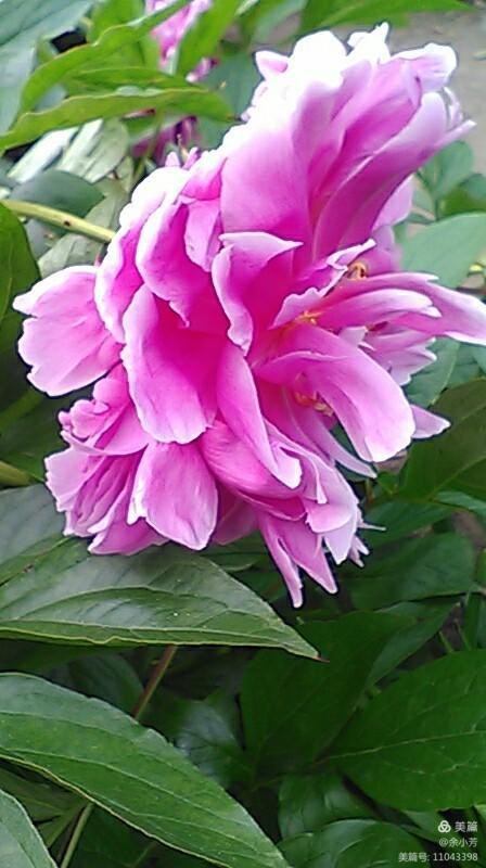 上海中山公园介绍,上海中山公园