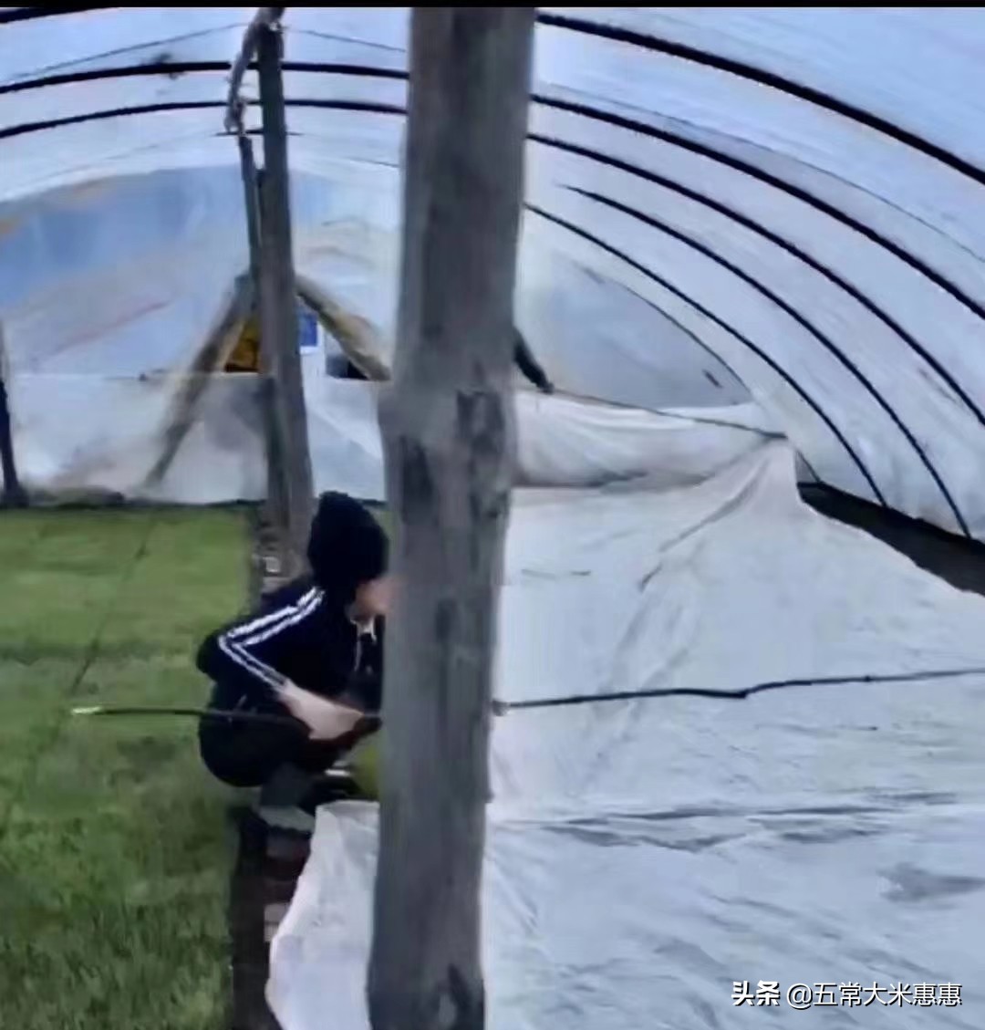 东北水稻怎样防冻,农业低温雨雪天气应对措施