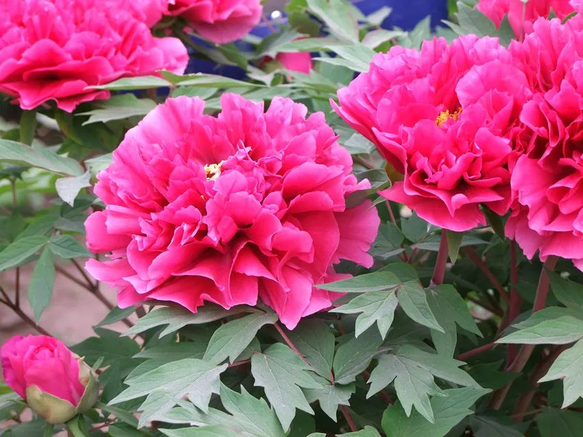 想种花卉怎么种,想要种植花卉大棚怎么入手