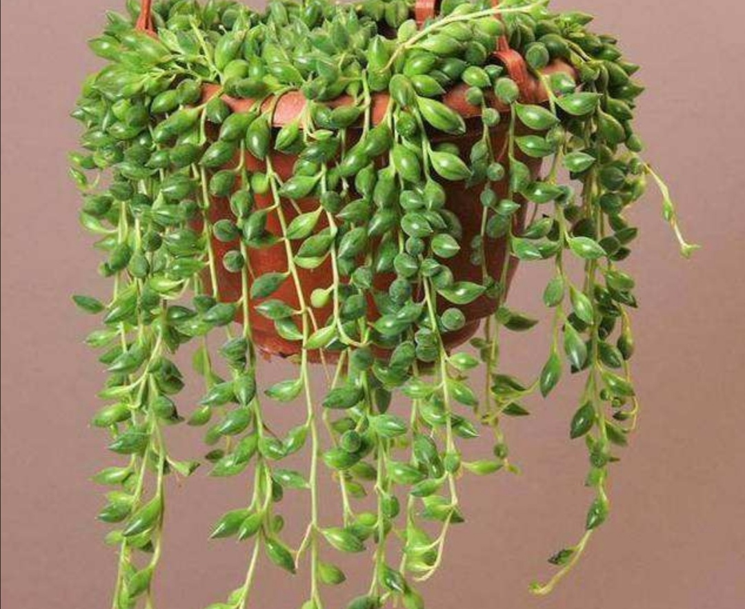 养珍珠吊兰,掌握好5项要点,“珍珠”长满花盆,漂亮又美观