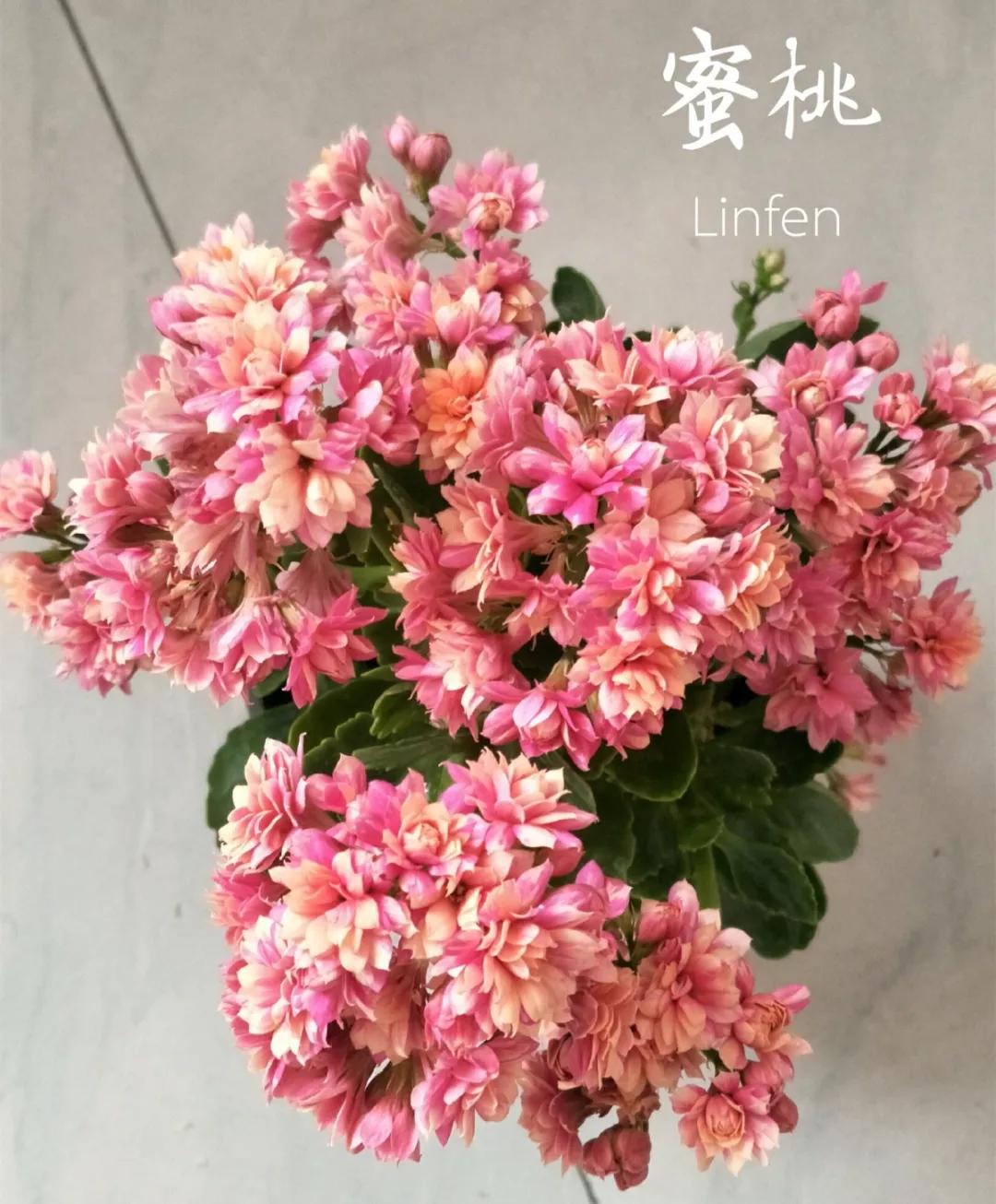 长寿花，寓意好、开花漂亮，花期长，品种多达300个