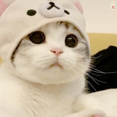 建国后有被猫抓伤得狂犬病的吗,不小心被猫抓伤了要打疫苗吗