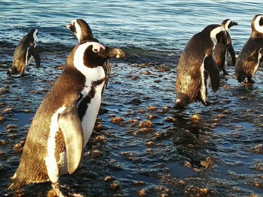 南非开普敦山吃饭,开普敦桌山上帝遗落在人间的餐桌