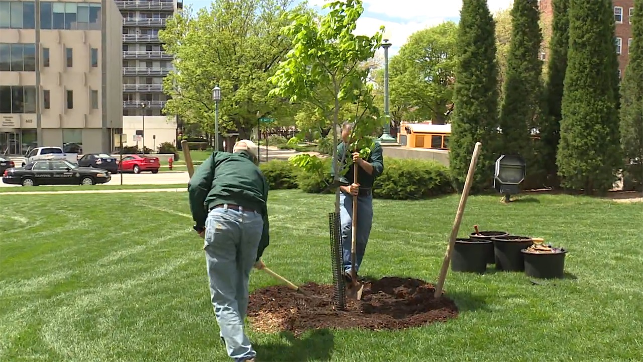 德国大型蔬菜移栽机,德国移植树木机器视频