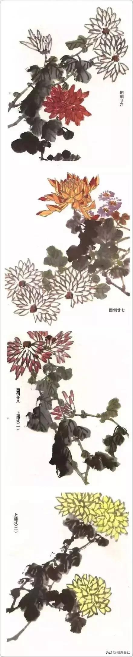 国画菊花技法绘画教程,国画菊花的基本画法