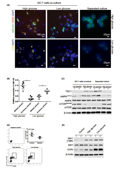 解放军359医院学者发现miR-451可以作为胃癌预后不良的指标