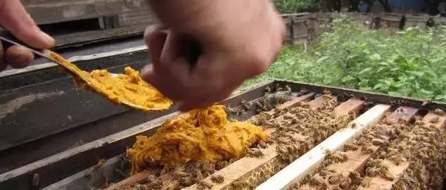 怎样自己做养蜂饲喂器,格子箱养蜂怎么饲喂好