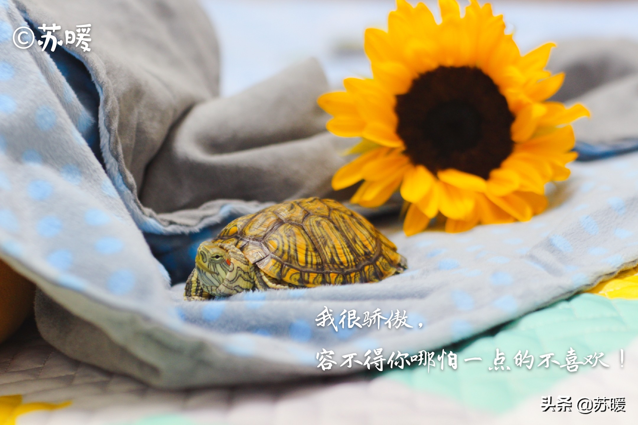 阿莫西林治疗乌龟腐皮,乌龟腐皮怎么治疗