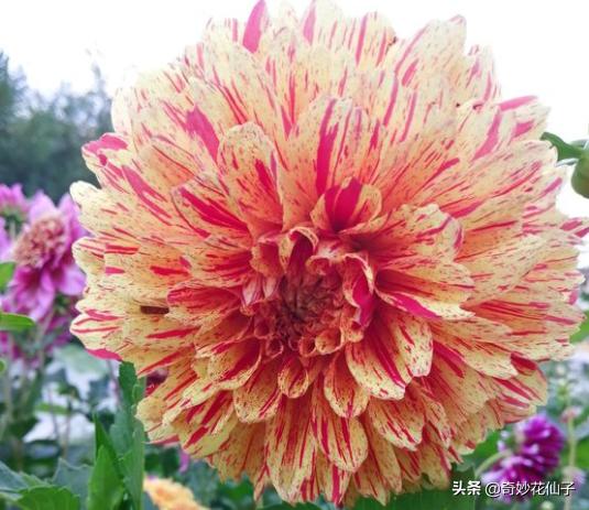 大丽花冬季养护，做到这几点，可以让它轻松安全越冬