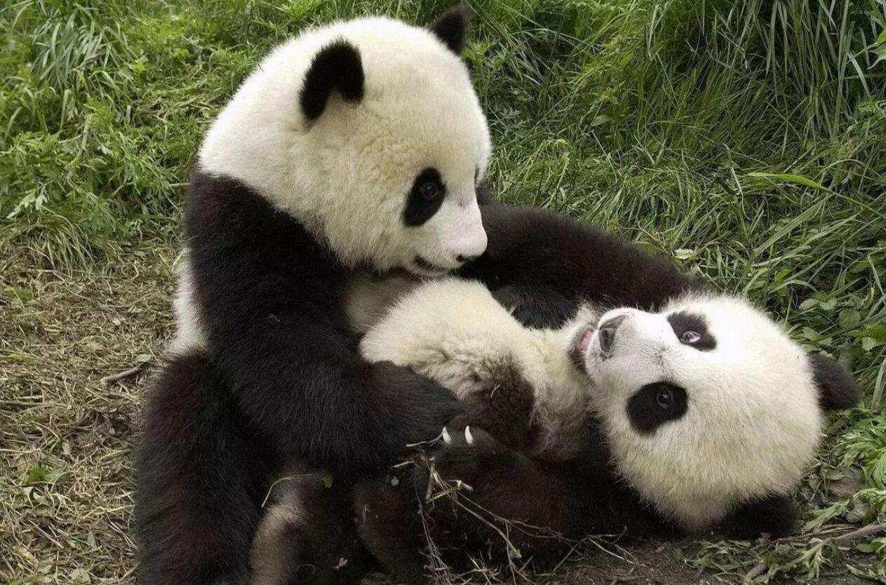 爱国的国宝熊猫,和平的使者国语版免费观看