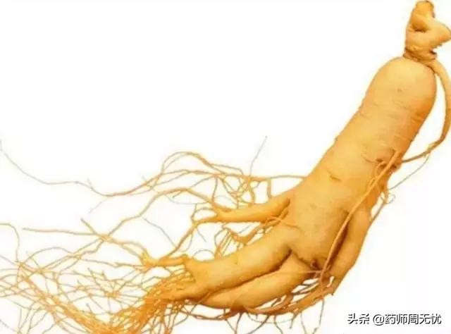 白话中医,中医说人参