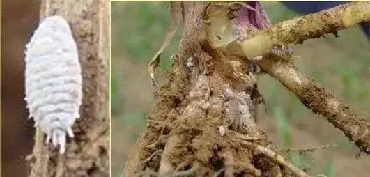 玉米苗期病虫害的防治,玉米苗期病虫害图片