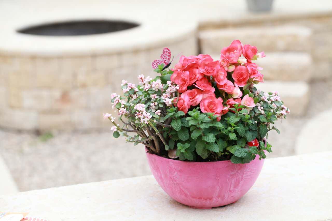 自制杀虫剂轻松搞定植物的方法,教你自制纯天然杀虫剂