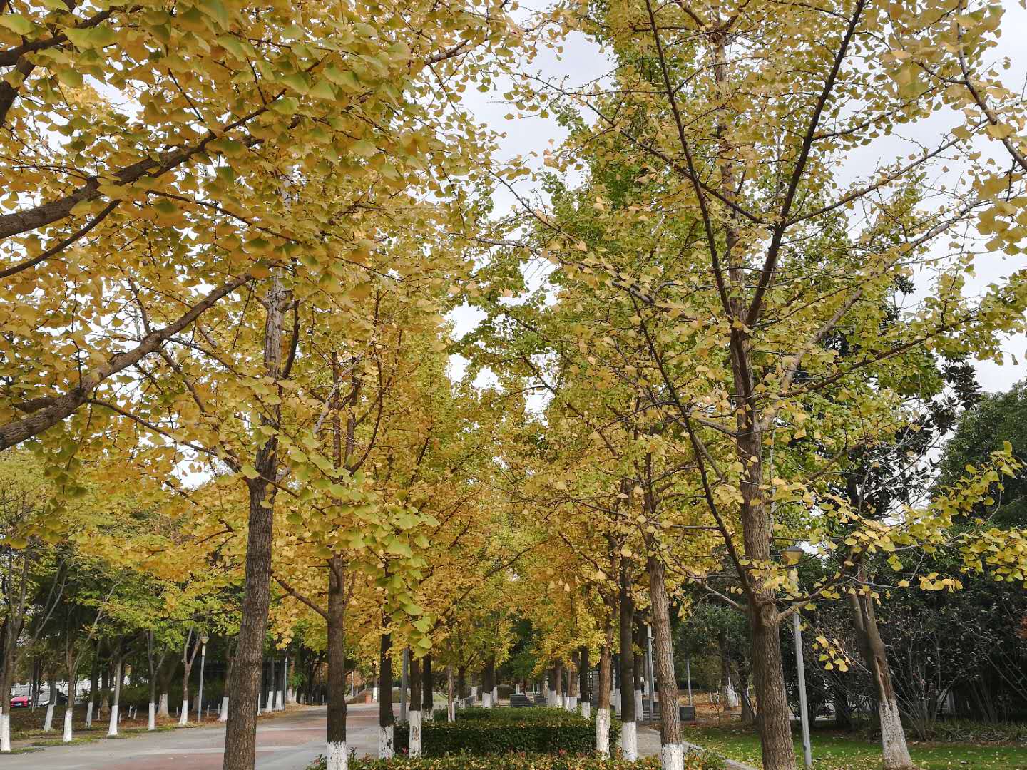 徒步无锡古运河寻找美景,无锡最美沿太湖路线