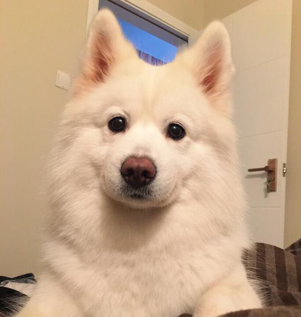 萨摩耶吃什么促进消化,萨摩耶吃什么可以长毛快