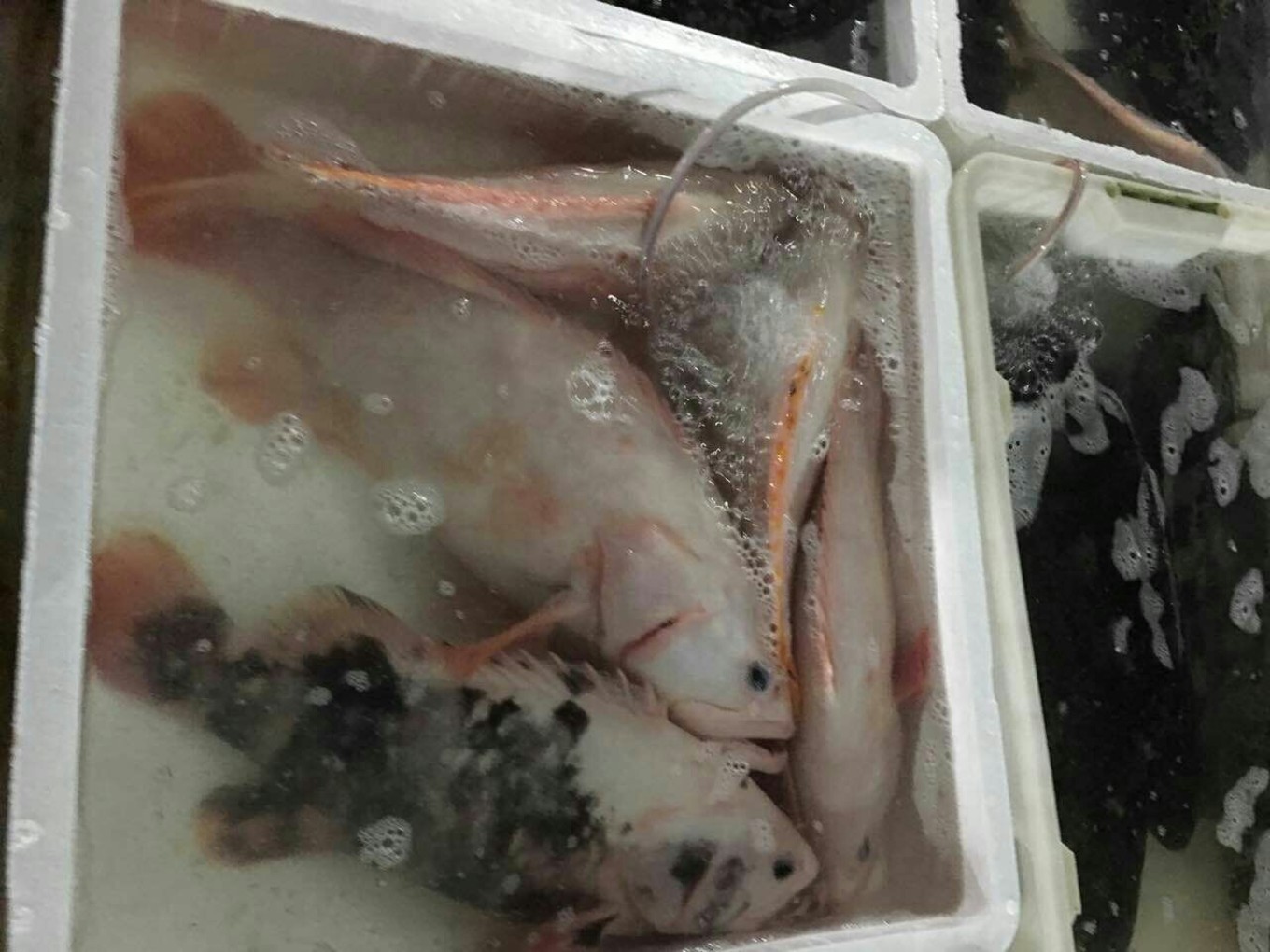 20161218桂林洋大学城返校记（那一年的海口青年户外）