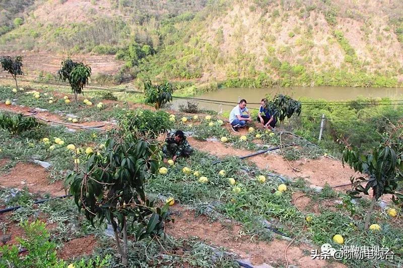 弥勒千亩西瓜熟了!黄心瓜、红心瓜、小香瓜…你喜欢哪种?