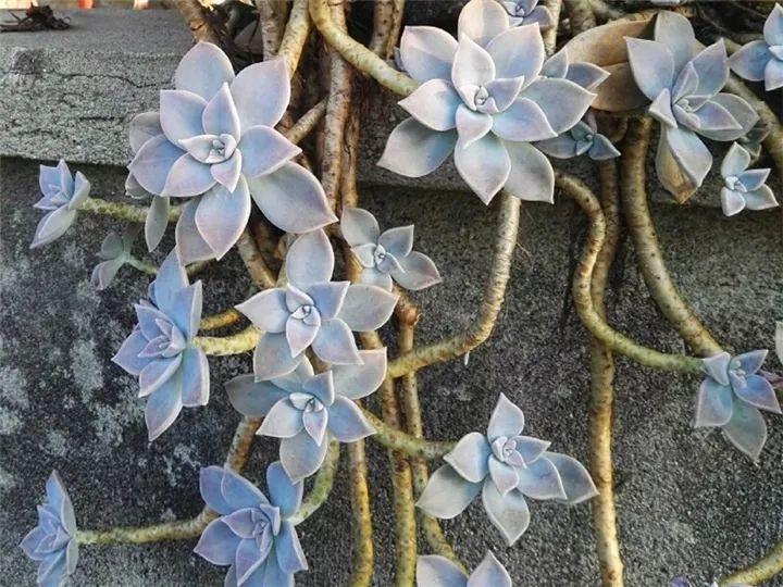 100种常见多肉的养法图片大全,60种好度夏的多肉植物