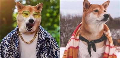 成熟狗狗穿搭,狗界王老五的时尚型穿搭示范