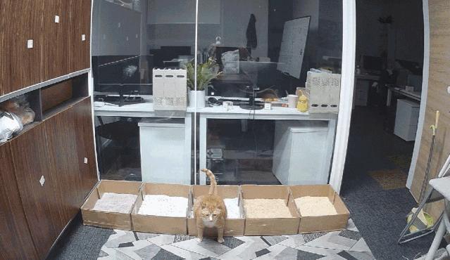 选猫砂防臭,天然矿石猫砂推荐测评