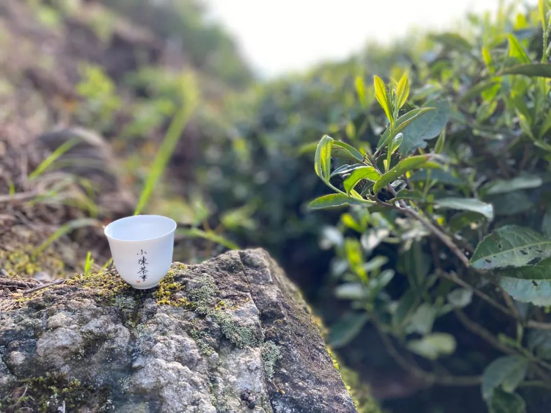 老白茶有霉味是什么原因,老白茶为什么越陈越香