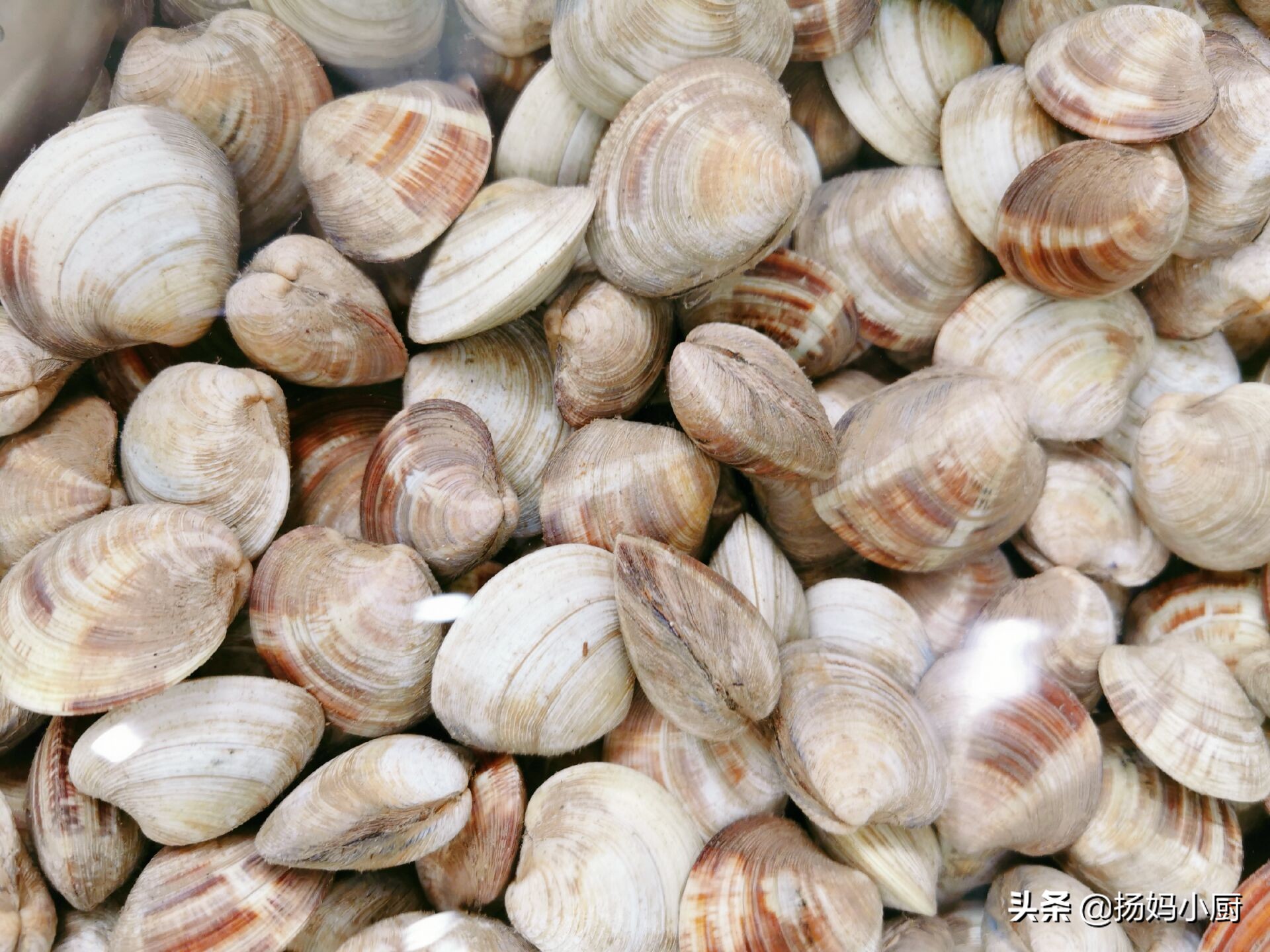 赶海赶的花甲没有海水怎么办,赶海抓的花甲怎么处理