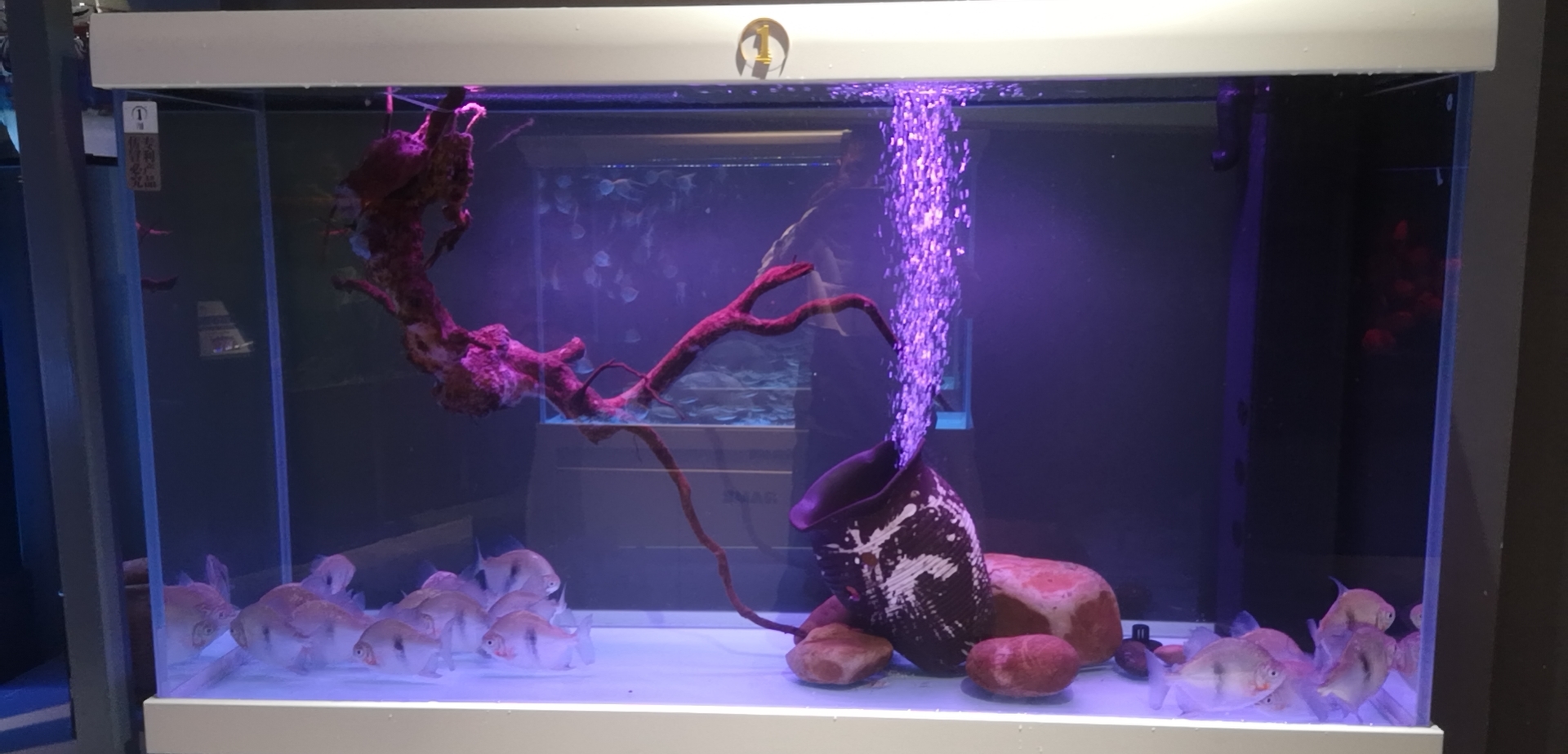 水质黄浊怎么处理最好,自来水水质很白浊有什么办法变清