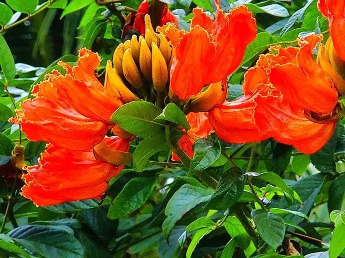 100种常见观叶植物图鉴史上最全,农村常见的100种植物