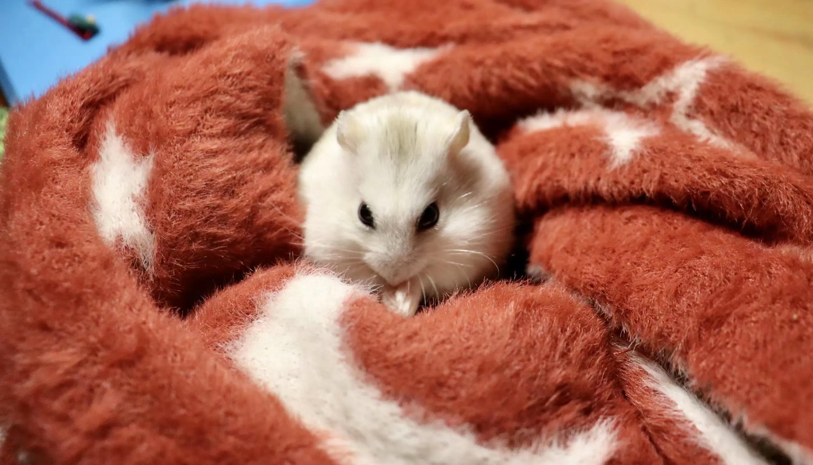 仓鼠观察记录表格,仓鼠逃亡记录视频