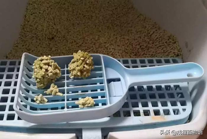 养猫人不能种什么花,养猫人不能干的事情