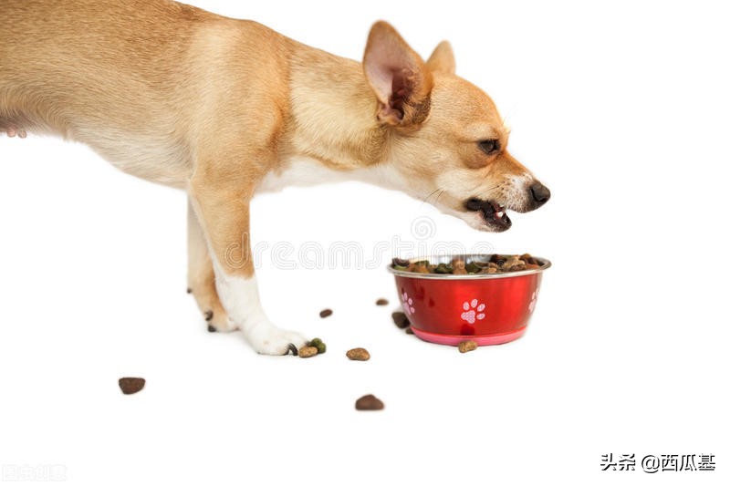 正确饲养宠物犬的合理化建议,喂养宠物狗基础知识