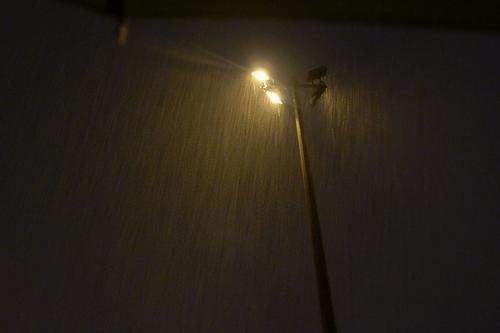 杀狗的人,杀狗者被警方带走