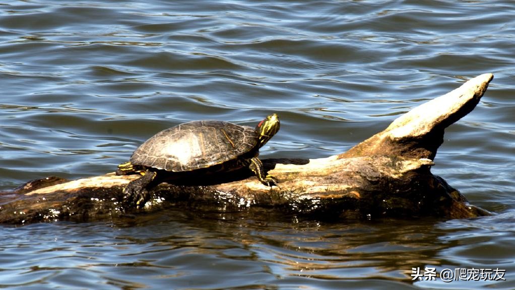 五厘米的巴西红耳龟日常生活,巴西红耳龟可以在陆地上生活吗