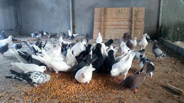 乳鸽喂什么可以提高成活率,乳鸽怎么提高成活率