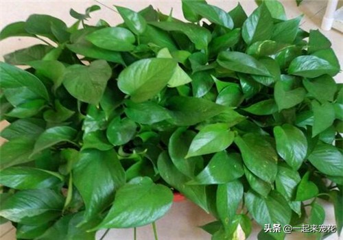 小苏打水浇绿萝绿萝疯长不停,哪三种水浇绿萝绿萝疯长