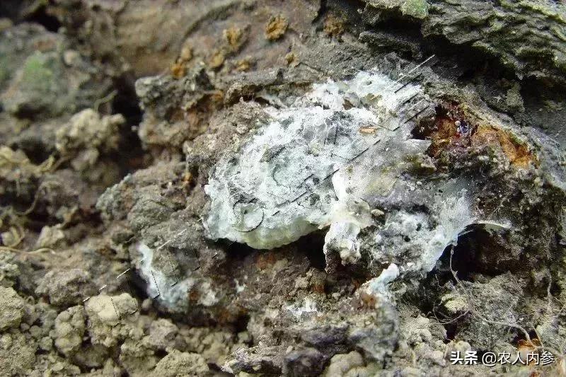 几种果树根部病害的症状识别与防治！