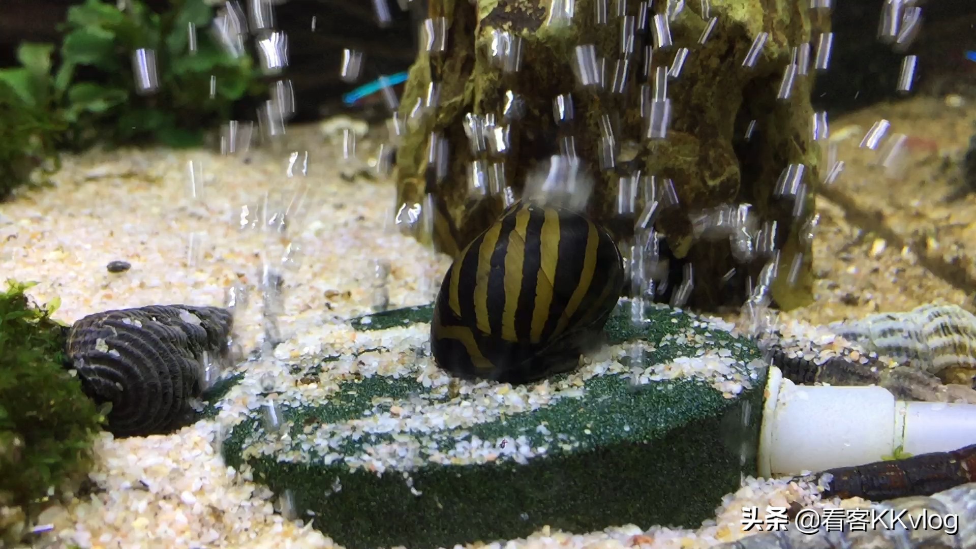 观赏螺卵图鉴,观赏螺的卵怎么养