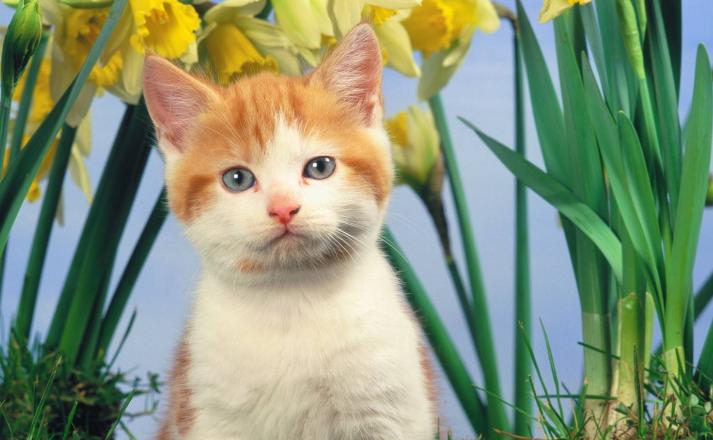 布偶猫夏天掉毛严重怎么办,夏天猫掉毛很厉害怎么办