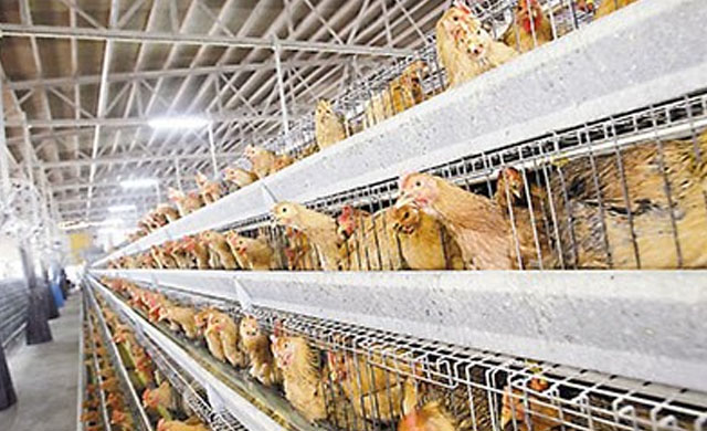 鸡瘟怎么治好最快,鸡得了鸡瘟病用什么药最好