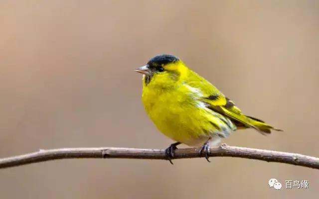 黄雀的保护方法图解,新手遇到螳螂怎么上手