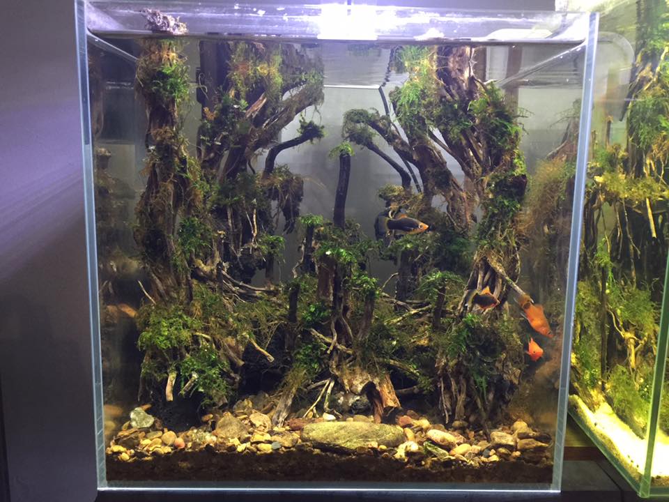 中国草缸,中国草缸造景图