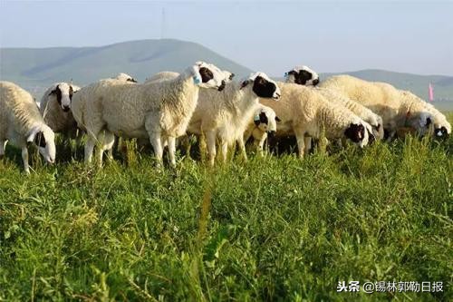 这个冬天不要错过泰山,这个冬天别再错过哈尔滨